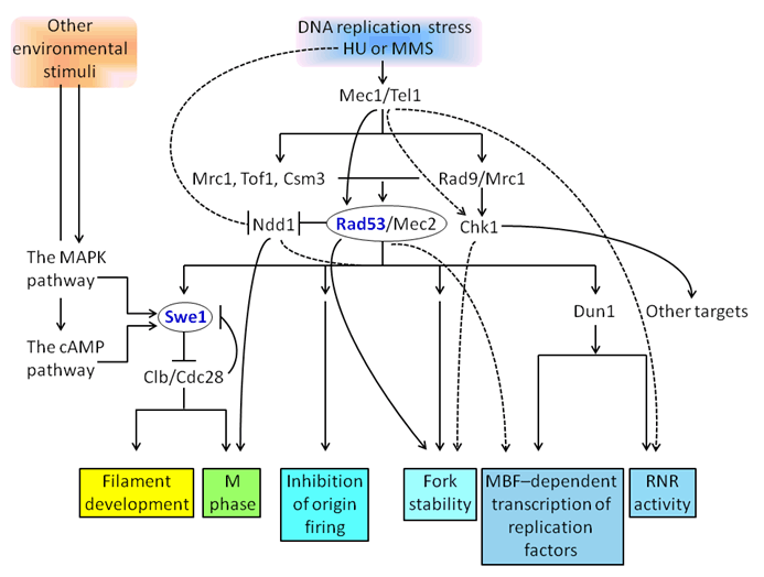 The conservation of genotoxic stress Biology Diagrams