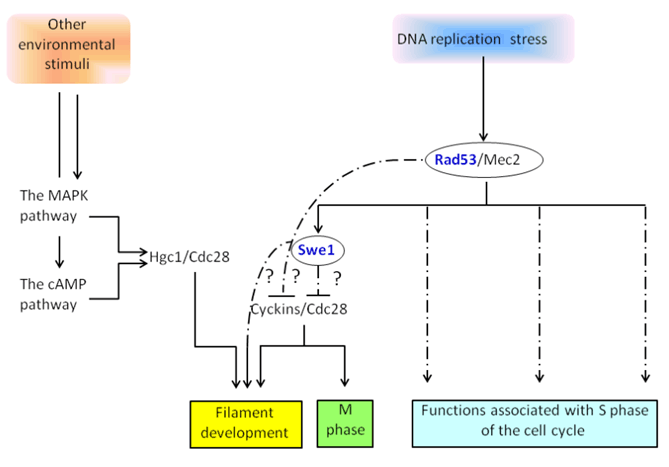 The conservation of genotoxic stress Biology Diagrams